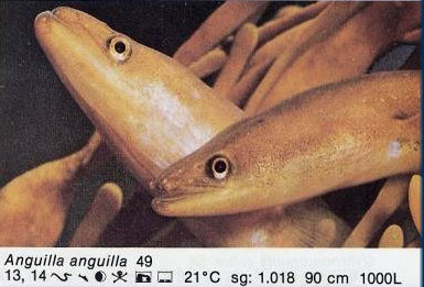 Anguilla anguilla